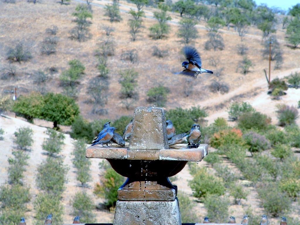 Sirena Vineyard Resort - 3 Bedroom Guest House El Paso de Robles Exterior foto